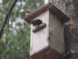 Maybe you would like to learn more about one of these? Starling Near The Birdhouse Artificial Bird S Nest Wildlife Stock Photo Picture And Royalty Free Image Image 123297627