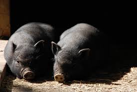 Horoskop vám poradí, na co se připravit. Cinsky Horoskop Na Rok 2019 Vepr