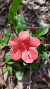 Image result for Barleria sp. B
