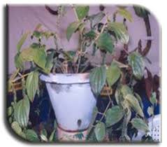 The cutting and the coir were placed in a plastic cup with the lid on to maintain humidity, though i removed the lid almost daily to let in fresh air. Horticulture Spice Crops Pepper