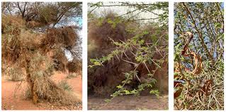 Image result for Acacia gerrardii