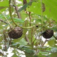 Image result for Dioscorea bulbifera