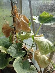 Image result for spider mites on cucumbers