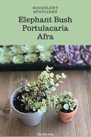 Pin On Succulent Tips Decor Care Blog