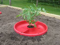 Heavy application of nitrogen fertilizer can also play a role. Watering Tomatoes When How Often How Much Is Needed Dengarden