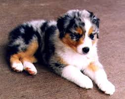 Australian Shepherd Beagle Mix Black And White Beagle Australian Shepherd Border Collie Mix Photo Happy Dog Heaven Australian Shepherd Puppies Shepherd Puppies Aussie Puppies