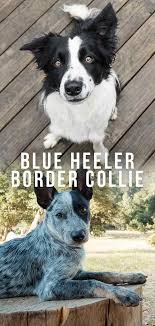 The border heeler is not a purebred dog. Blue Heeler Border Collie Mix Could This Be The Perfect Dog For You