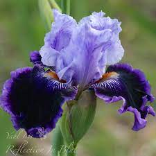 Pin On Iris