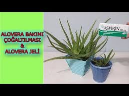 Aloe vera bakımı çok kolay olan ve birçok evde elyaf hale getirilen bir bitkidir. Hizli Aloe Vera Koklendirme Aloe Vera Costuran Tarifi Aloe Vera Bakimi Ve Cogaltilmasi Aloevera Jeli Youtube Aloe Organik Bahcecilik Bitki