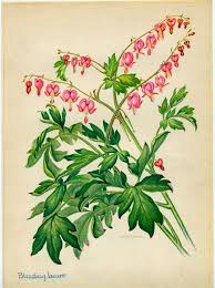 10 Botanical Prints For 10 And Under Bleeding Heart Vintage Flower Tattoo Vintage Flowers