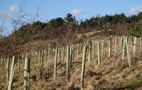 Rabbits can wreak havoc on your plants if you don't stop them, but there are several things you can try to save your plants. How To Stop Rabbits Eating Trees The Field