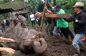 Intip gaya menteri & wakil menteri baru saat dilantik jokowi. Bandung Kebun Binatang Bandung Di Deadline Tiga Bulan