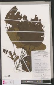 Image result for Cola lateritia