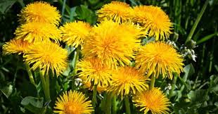 They have a slightly bitter flavor that can be. The Dandelion Flower Is Full Of Health Benefits Real Food For Life