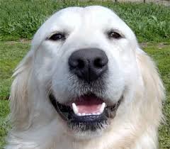 Dad , rocky , is a 2 years old handsome boy , very kind , good temper, white coloured , therefore puppies are both white and gold. English Cream White Golden Retriever Puppies For Sale Breeder