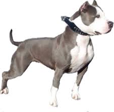 In the debate of staffordshire bull terrier vs pitbull, it's a good idea to have all your facts straight! American Staffordshire Terrier Vs Pitbull Breed Comparison