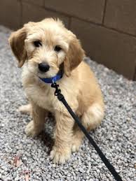 Maybe you would like to learn more about one of these? 4e Kennels 3711 Jayco Rd Pahrump Nv Mapquest