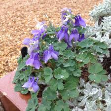 Image result for Aquilegia flabellata ministar
