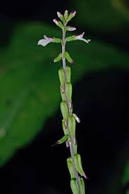 Image result for Fuirena leptostachya