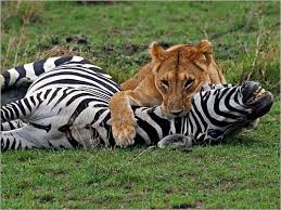 مرحبا بكم في القناة ، إذا أعجبك الفيديو المرجو الإشتراك ، ولا تنس أن تترك لنا تعليقك في الخانة المخصصة للتعليقات، وشارك هذا الفيديو مع أصدقائك بالضغط على أزرار وسائل التواصل الاجتماعي (واتساب، فيسبوك، تويتر، وجوجل بلاس) في الأسفل. Ø­ÙŠÙˆØ§Ù†Ø§Øª Ù…ÙØªØ±Ø³Ø© ØªØ§ÙƒÙ„ Ø§Ù„Ø¨Ø´Ø± Ø§Ù„Ø­ÙŠÙˆØ§Ù†Ø§Øª Ø§Ù„Ø®Ø·Ø±Ø© Ø¹Ù„ÙŠ Ø§Ù„Ø§Ù†Ø³Ø§Ù† Ø­Ø¨ÙˆØ¨