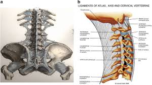 Figure 8 A Comprehensive Review Of The Sub Axial Ligaments Of The Vertebral Column Part I Anatomy And Function Springerlink