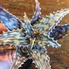 Image result for Aloe mossurilensis