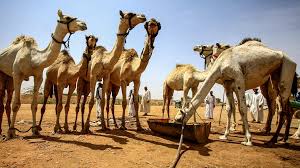It is reheated and used in cooking (and not only), and in those countries where camels are common, this fat is valued higher than lamb and beef. The Camel Market Of Sudan Cgtn