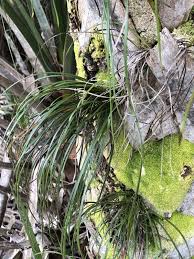 Image result for Vittaria