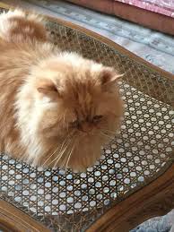 Learn more about garfield today. Adopt Puppsy Egyptian Persian On Petfinder Long Haired Cats Cats Pet Adoption