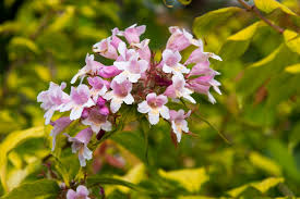 Image result for Kolkwitzia amabilis