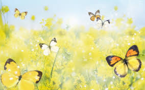 Yellow Butterfly Wallpapers Beautiful Butterflies With Flowers 817634 Hd Wallpaper Backgrounds Download Butterfly clip art butterfly images diy butterfly vintage butterfly printable butterfly butterfly quotes beautiful victorian butterflies more free clip art for artists and crafters. yellow butterfly wallpapers beautiful