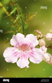 Image result for Streptocarpus glandulosissimus