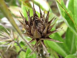 Image result for Macledium zeyheri