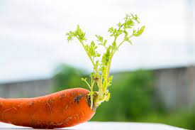 Grow carrot plants out of waste carrot tops and collect your own organic carrot. How To Regrow A Carrot No Root But Greens And Seeds