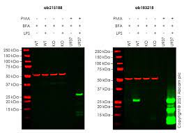 Recombinant Anti-TNF alpha antibody [EPR20972] - BSA and Azide free KO  Tested (ab225576)