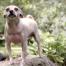 Unfortunately to my regret that was a flurry of punches from both me and him to the pitbull who just refused to let go. Chihuahua Killed By Pit Bull In Burrillville Wjar