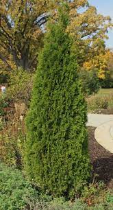 Anyone know of a good arborvitae fertilizer? Arborvitae Pruning Winter Care And Fertilizing Hawks Landscape Inc