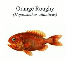 Find the perfect orange fish (and invertebrate) that pops in your planted aquarium. Seafood Media Group Worldnews Wwf Welcomes Red Light On Orange Roughy Msc Certification