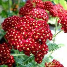 Red Yarrow Rubra Flower Seeds Perennial 100 Etsy Yarrow Flower Flower Seeds Perennial Herbs