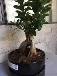 How Do I Take Care Of Bonsai Ficus Microcarpa Ginseng Quora