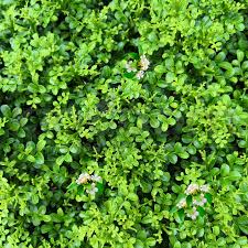 Image result for Maerua paniculata