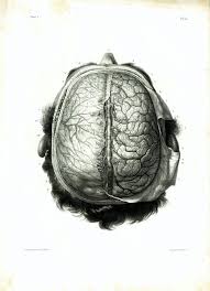 1844 Cerveau Homme Hemisphere Cerebral Encephale Dessin Planche Anatomique Bourgery Poster Anatomie Medecine Cabinet De Curiosites Human Anatomy Art Anatomy Art Vintage Poster Art