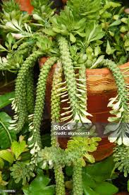 Image result for Monadenium