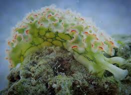 Image result for Smithia elliotii