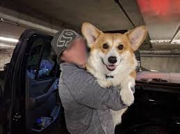 I See Your Giant Corgi And Raise You My Giant Corgi Corgi Corgi Dog Cute Animal Photos