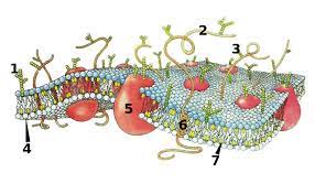 We did not find results for: File Cell Membrane Drawing Numbered Svg Wikimedia Commons