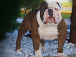These puppies have been worm and have their first puppy. Mugleston Bulldogs Archives Mugleston Farms The Next Generation