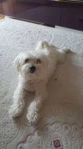 Gulda Tutuncuoglu Adli Kullanicinin Maltese Terrier Dog Pamuk Panosundaki Pin