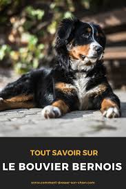 Bouvier Bernois Tout Savoir Sur Ce Chien Chien Bouvier Bouviers Bernois Bouvier