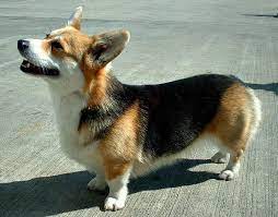 Corgis Destroyers Of Worlds And Their Devoted Human Companions Persephone Magazine